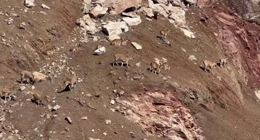 Güneşli havanın tadını dağ keçileri çıkardı