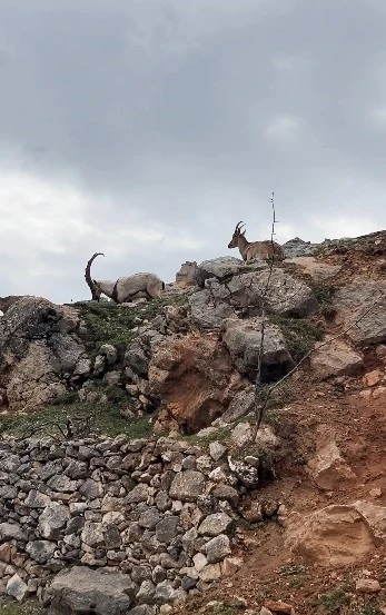 Dağ ke&ccedil;ileri s&uuml;r&uuml; halinde g&ouml;r&uuml;nt&uuml;lendi

