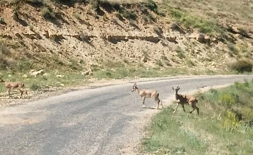 Dağ keçilerini görüntüledi, &quot;Ne kadar güzelsiniz&quot; diyerek paylaştı
