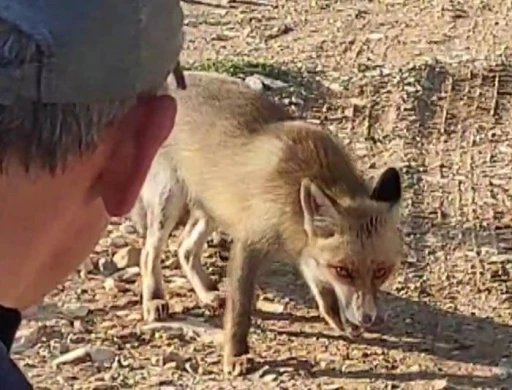Dağda karşılaştığı tilkiyi &ccedil;erezle besledi
