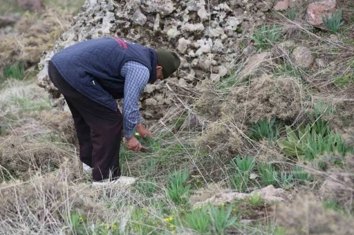 Dağlarda çiriş otu bereketi
