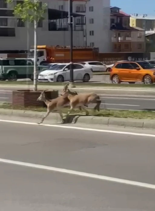 Dağların eşsiz tırmanıcıları yolunu şaşırıp kent merkezine indi
