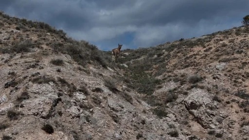Dağların usta tırmanıcıları dron ile görüntülendi
