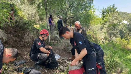Dağlık alanda otlarken mağaraya d&uuml;şen inek mağaraya inebilecek kasap bulunamayınca telef oldu
