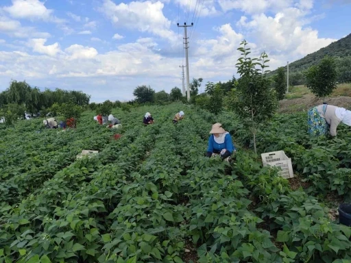 Damaklarda iz bırakan ’nazende’ fasulyesinin hasadına başlandı
