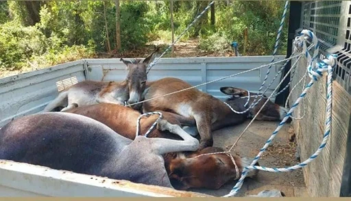 Datça Belediyesi’nden eşeklere eziyet iddiası
