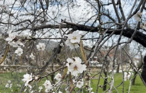 Dat&ccedil;a&rsquo;da badem ağa&ccedil;ları kış ortasında &ccedil;i&ccedil;ek a&ccedil;tı
