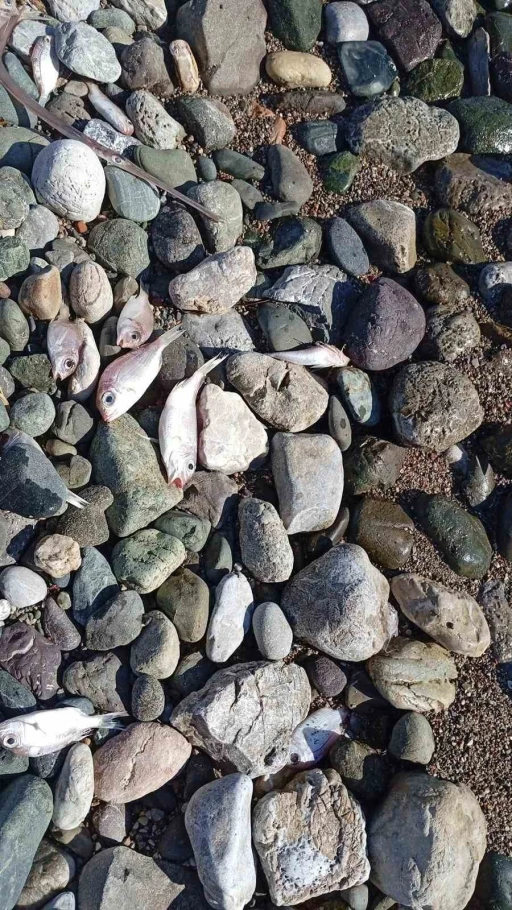 Dat&ccedil;a&rsquo;da &ccedil;ok sayıda &ouml;l&uuml; balık kıyıya vurdu
