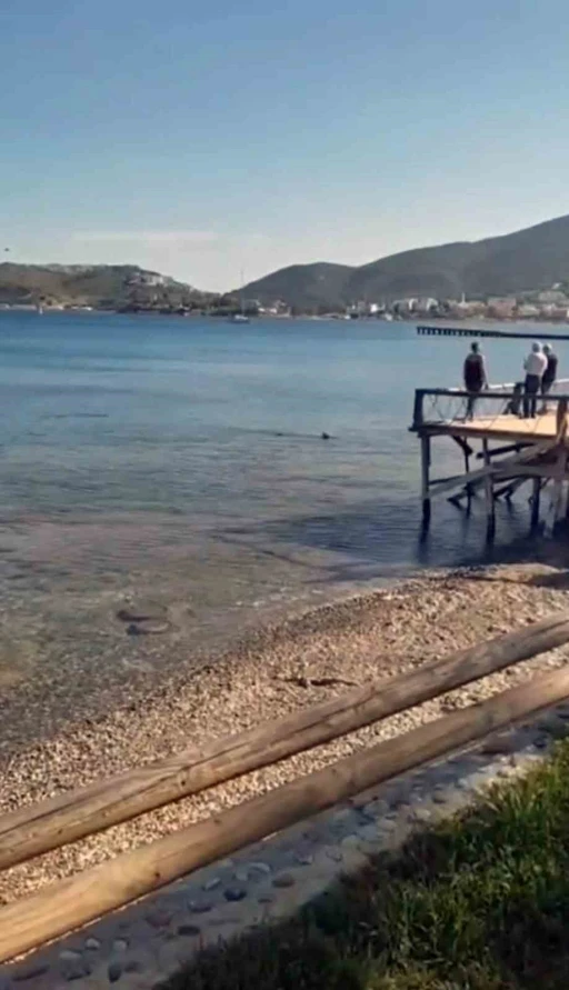 Datça Sahillerinde Köpek Balığı Sürprizi