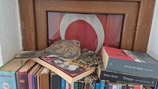 Dat&ccedil;a&rsquo;da kumrular bir evin kitaplığına yuva yaptı
