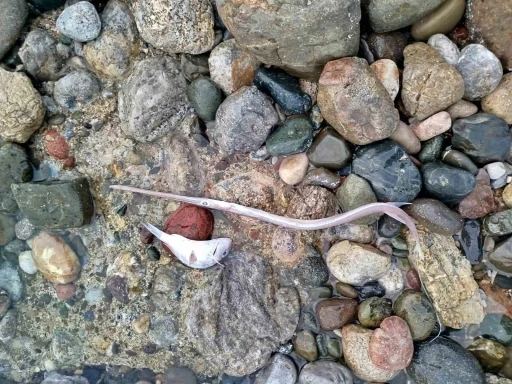 Dat&ccedil;a&rsquo;da sahilde g&ouml;r&uuml;len balık &ouml;l&uuml;mlerinde tehlikeli bir bulguya rastlanmadı
