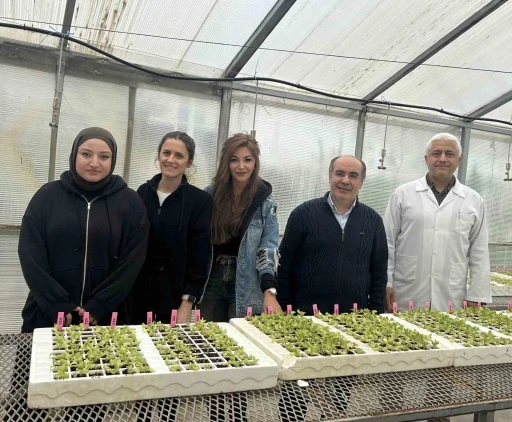 Dayanıklı Yerli Marul Çeşitleri Geliştiriliyor