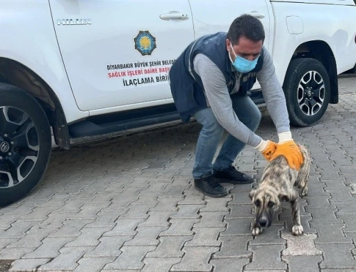 DBB Hayvan Bakımevi 2025&rsquo;te 10 bini aşkın ihbara m&uuml;dahale etti
