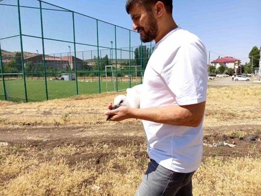 Defalarca yuvadan d&uuml;şen yavru leylek doğaya bırakıldı
