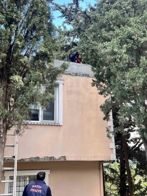 Defne&rsquo;de ağa&ccedil;ta mahsur kalan kediyi itfaiye kurtardı
