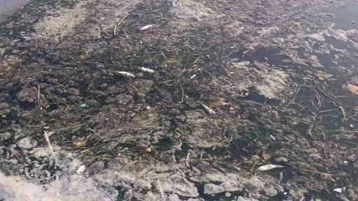 Değirmenaltı Deresi&rsquo;nde balık &ouml;l&uuml;mleri inceleniyor: Kurumlar seferber oldu
