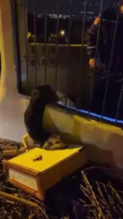 Demir korkuluklarda sıkışan köpeği itfaiye kurtardı
