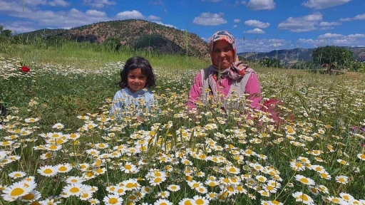 Demircili kadınların topladığı papatyalar kurutularak satılıyor
