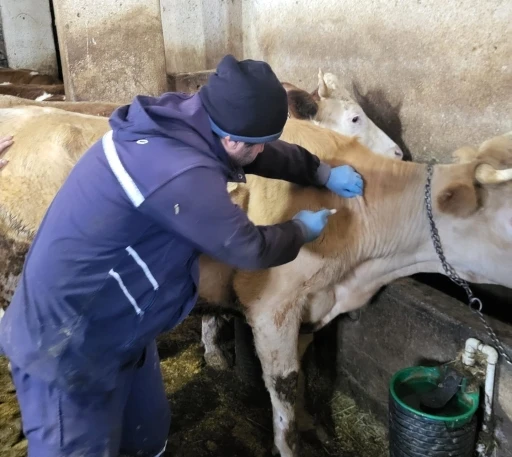 Demir&ouml;z&uuml;&rsquo;nde aşılama ve k&uuml;peleme &ccedil;alışmaları devam ediyor
