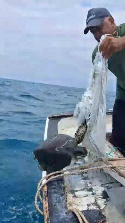 Denize atılan &ccedil;uvala dolanarak hayat m&uuml;cadelesi veren caretta carettayı balık&ccedil;ı kurtardı

