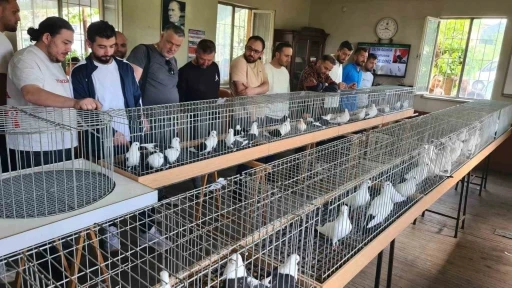 Denizli azman g&uuml;vercinleri g&uuml;zellikleriyle mest etti