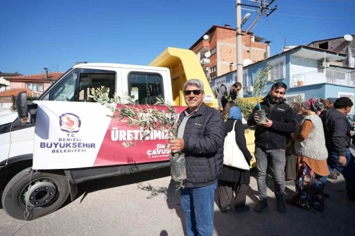 Denizli Büyükşehirden zeytin fidanı seferberliği
