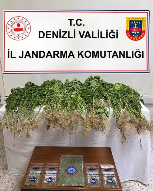 Denizli’de 343 kök Hint keneviri ele geçirildi
