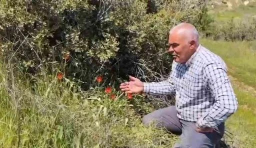 Denizli&rsquo;de anemon lalesi yetişti
