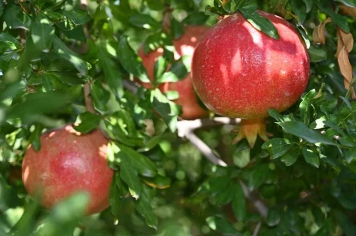 Nar hasadı başladı
