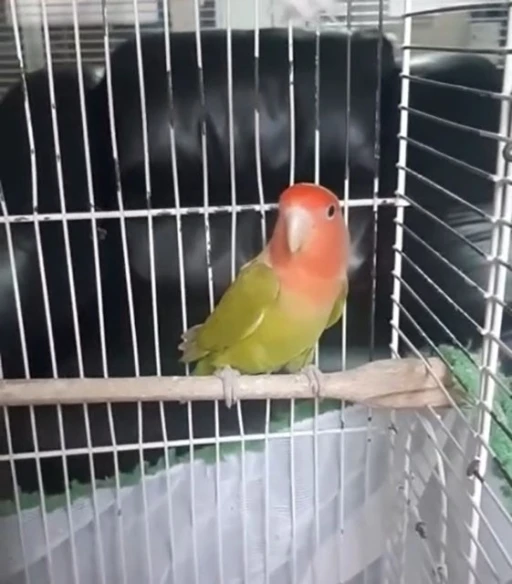 Denizli&rsquo;de petshop denetiminde 164 hayvana el konuldu
