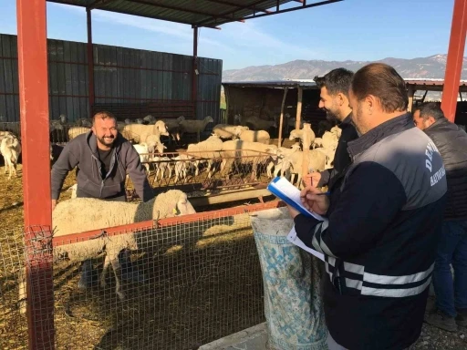 Denizli hayvancılığında sağlık, &uuml;retim ve g&uuml;&ccedil; bir arada
