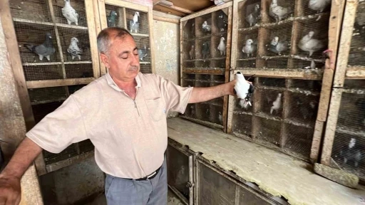 Depremde 170 güvercini telef oldu, kuş sevdası geçmedi
