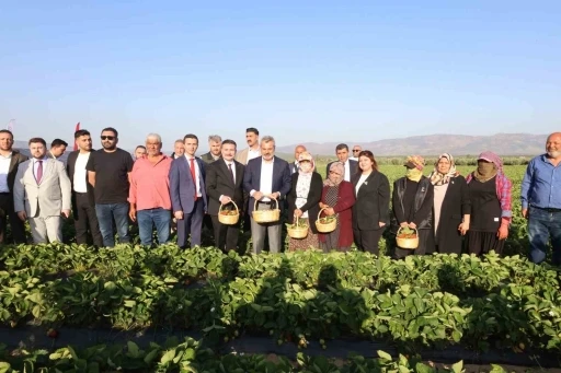 Depremzede çiftçiyi kalkındıracak projede çilek hasadına başlandı
