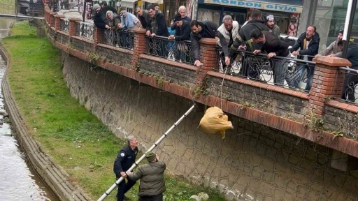 Dere yatağında mahsur kalan k&ouml;pek itfaiye ve vatandaşın yardımıyla kurtarıldı
