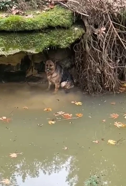 Dereye d&uuml;şen k&ouml;pek duyarlı vatandaş sayesinde kurtarıldı
