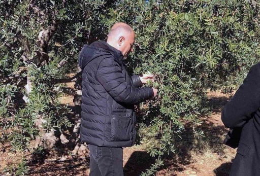 Derik’te zeytin dalı kanseri ile mücadele için eğitim ve ilaç desteği başlatıldı
