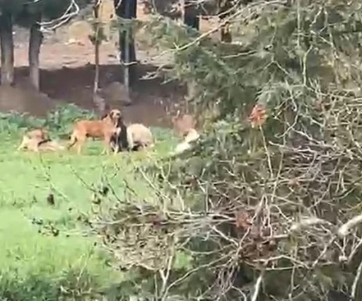 Derince&rsquo;de başıboş k&ouml;pek tepkisi: "30&rsquo;a yakın k&ouml;pek bir arada dolaşıyor"
