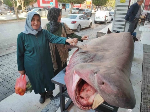 Dev köpek balığına dokunma yarışı

