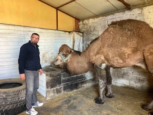 Deve g&uuml;reşleri iptal edilince develer dinlenmeye &ccedil;ekildi
