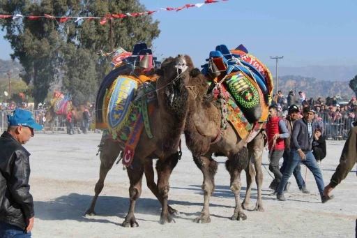 Deve güreşlerinin geleceğini aşılama oranı belirleyecek

