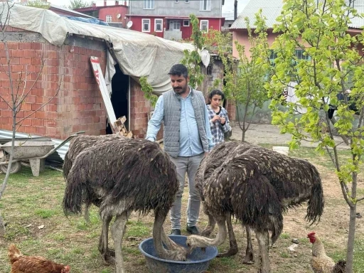 Deve kuşları Tuzluca’nın yeni maskotları oldu
