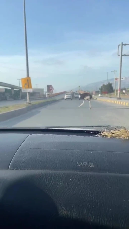 Deve kuşunu trafikte gören vatandaşın şaşkınlık yaşadığı anlar gülümsetti
