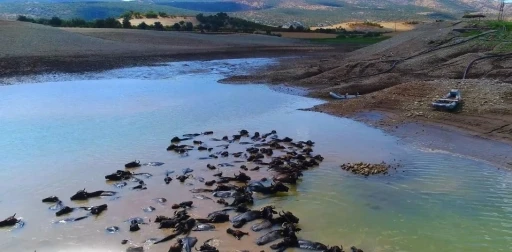Devlet destekleriyle Diyarbakır&rsquo;da manda sayısı 21 bin 500&rsquo;e ulaştı

