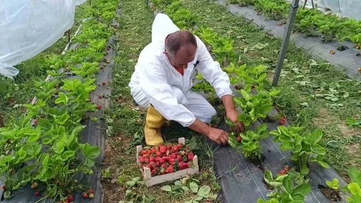 Devlet destekli 12 bin adet hibe &ccedil;ilek fidesiyle başladığı &uuml;retimde, ilk mahsul&uuml; aldı
