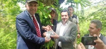 Devrek’te doğaya Torymus sinensis salındı
