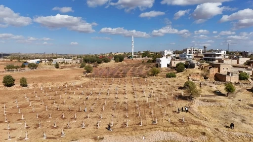 Dezavantajlı tarım arazileri modern bağcılık projesiyle hayat buluyor
