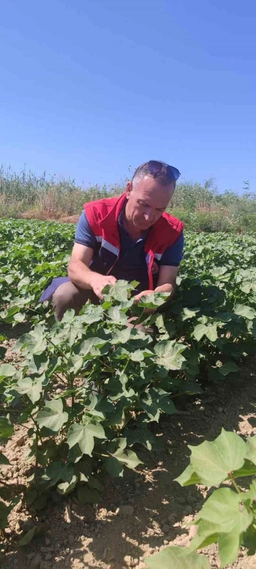 Didim&rsquo;de pamuk tarlalarında zararlı denetimi
