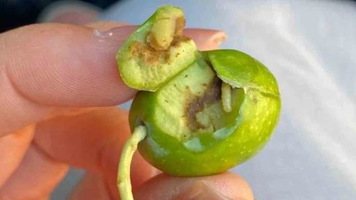 Üreticilere zeytin sineği uyarısı