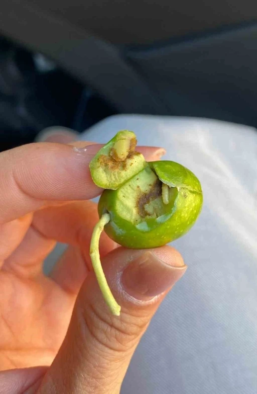 Didim’de üreticilere zeytin sineği uyarısı
