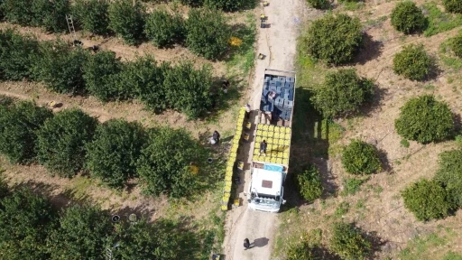 Dikenli limon &uuml;reticinin y&uuml;z&uuml;n&uuml; g&uuml;ld&uuml;rd&uuml;
